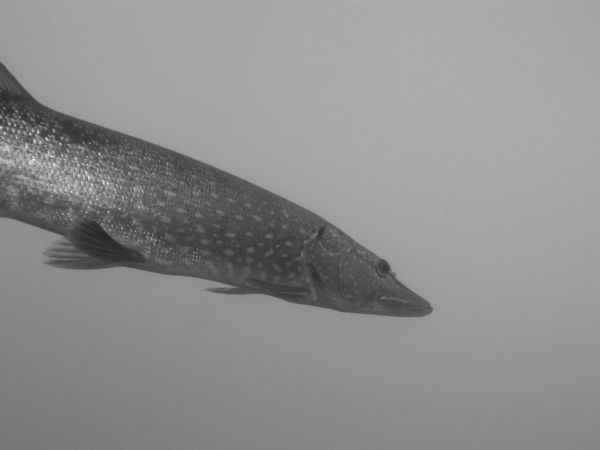 Brochet  Esox lucius